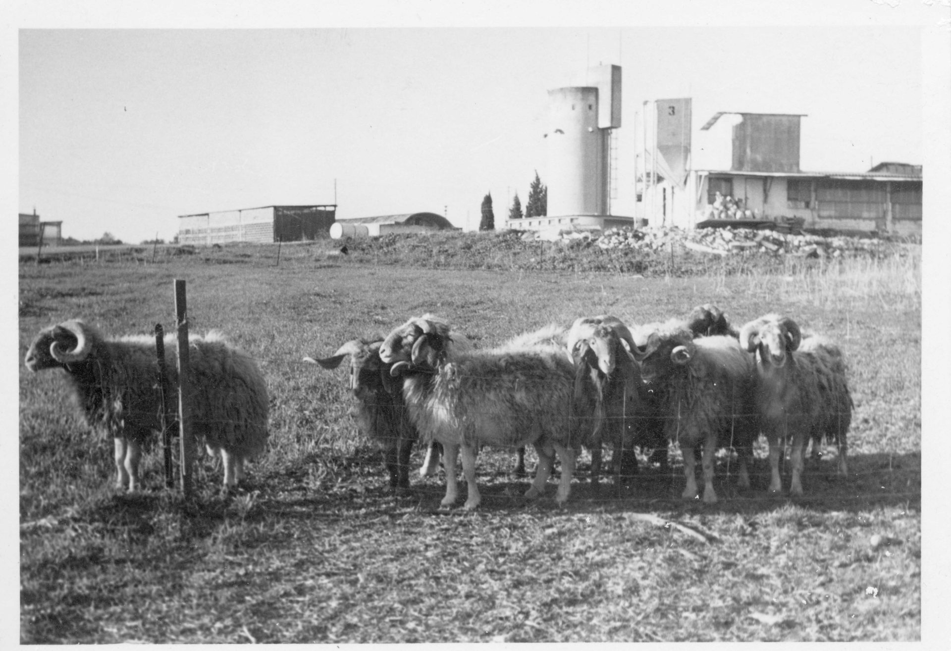 עדר הצאן במרעהע מתחת לאסם והלול הישן046