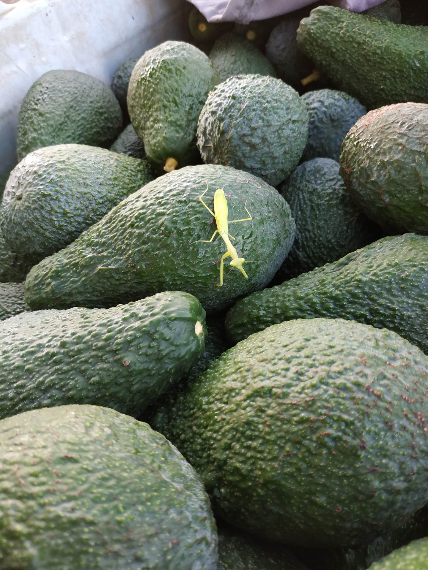 IMG_20181120_070622 - גיורא חצב