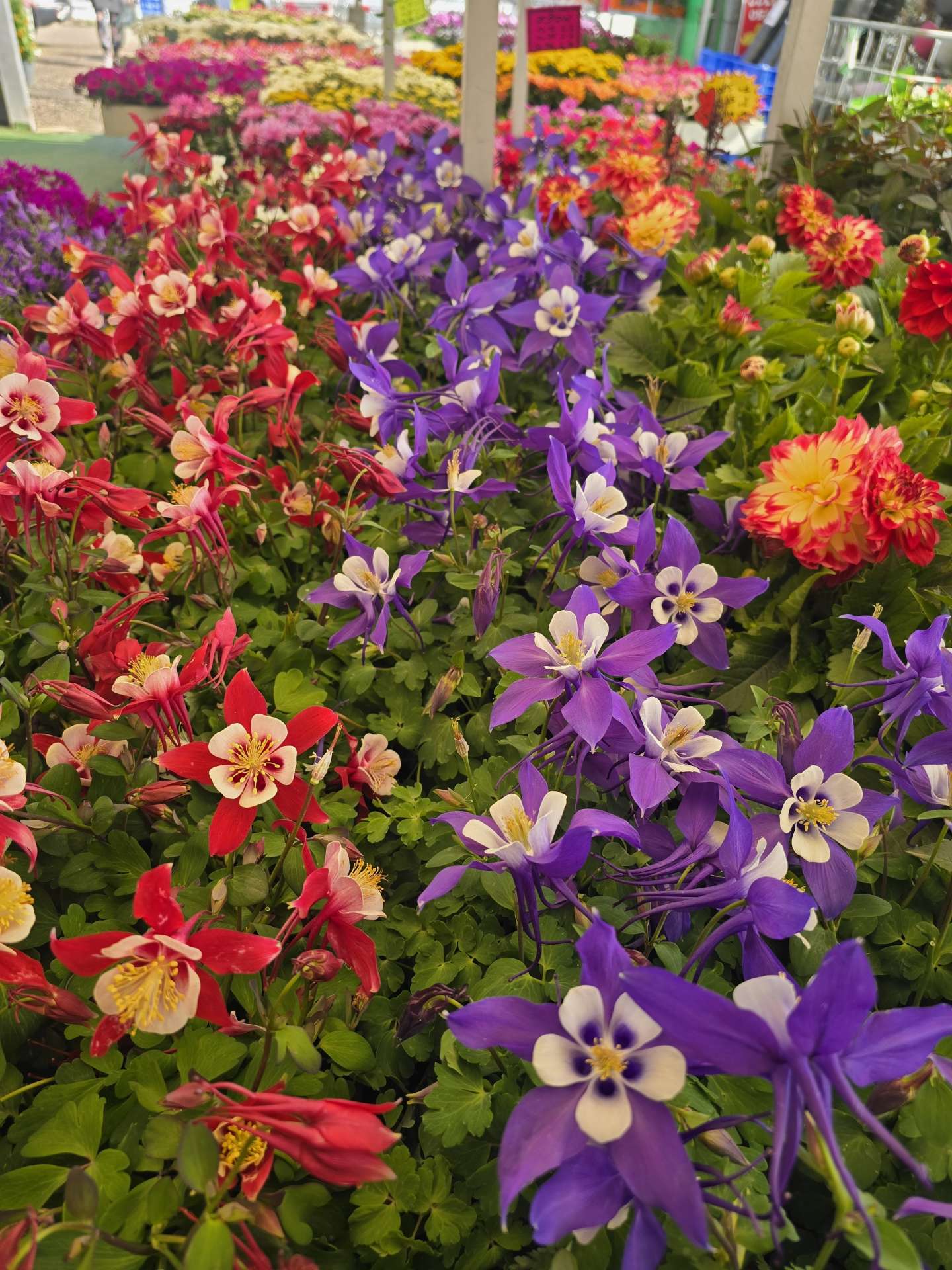 20260312_140404 - משתלת העמק